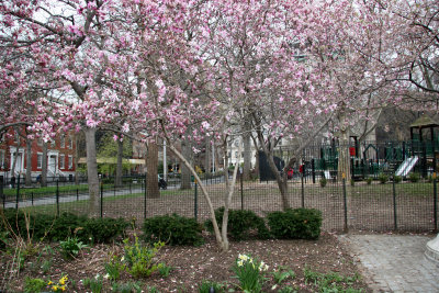 Cherry & Magnolia Blossoms
