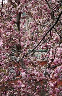 Cherry & Magnolia Blossoms