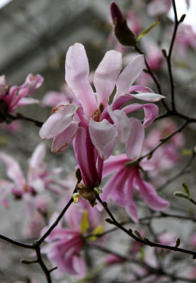 Magnolias by the Arch