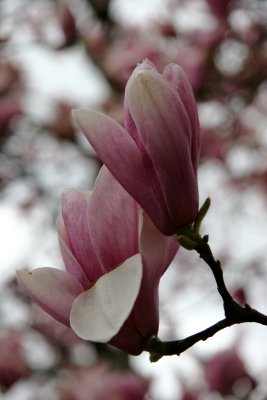 Magnolias by the Arch