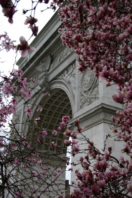 Magnolias by the Arch