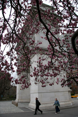 Magnolias by the Arch