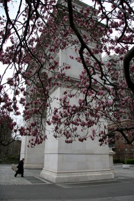 Magnolias by the Arch