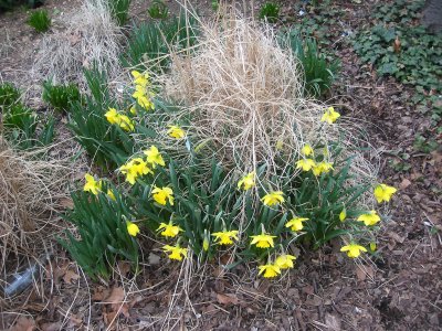 Daffodils & Pampas Grass