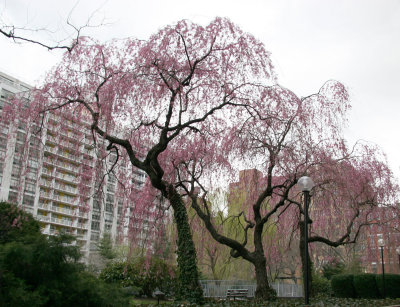 Garden View - Cherry Tree Blossoms