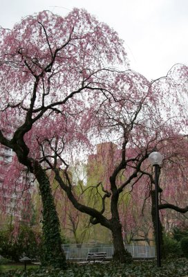 Garden View - Cherry Tree Blossoms