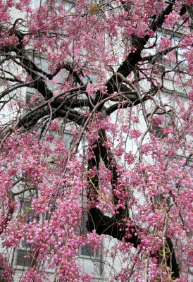 Cherry Tree Blossoms