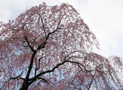 Cherry Tree Blossoms