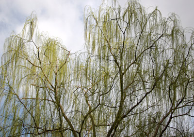 Willow Tree