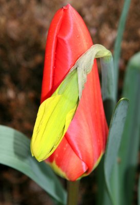 Tulip & Daffodil Buds
