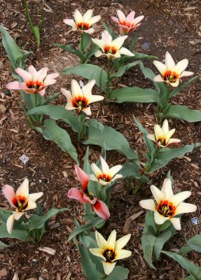 Tulip  Garden