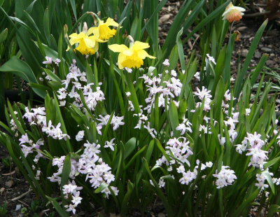 Chionodoxia & Daffodils