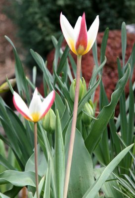 Tulips