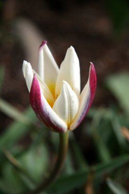 Tulip