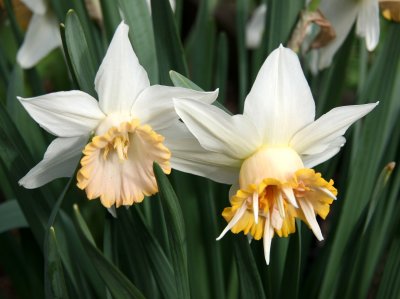 Daffodils