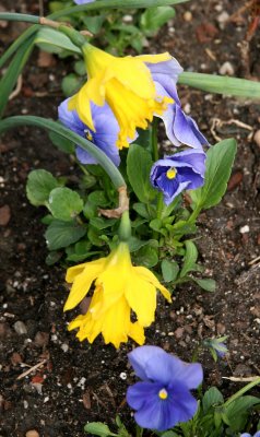 Daffodils & Pansies