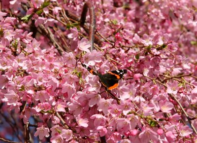 A Butterfly on Cherry Tree Blossoms