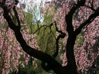 Cherry Tree Blossoms and a Willow Tree