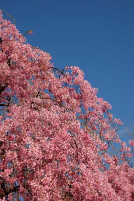 Cherry Tree Blossoms