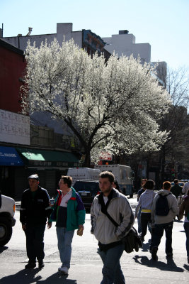 Street View - Pear Tree in Bloom