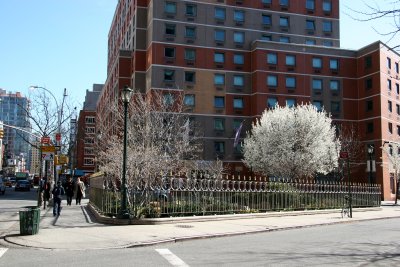 NYU Dormitory , Vest Pocket Park - Pear Tree in Bloom