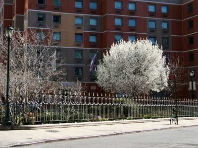 NYU Dormitory , Vest Pocket Park - Pear Tree in Bloom