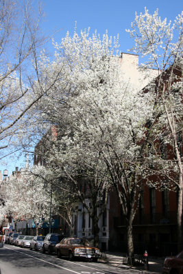 West View toward 3rd Avenue - Pear Trees in Bloom