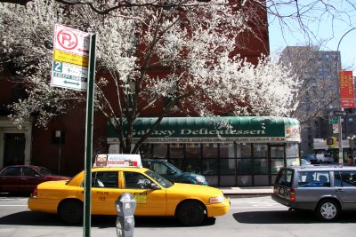 Pear Trees in Bloom at 3rd Avenue