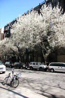Pear Trees in Bloom - View toward 4th Avenue