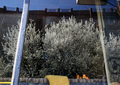 Pear Tree Window Reflections