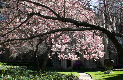 Parish House & Magnolia Blossoms