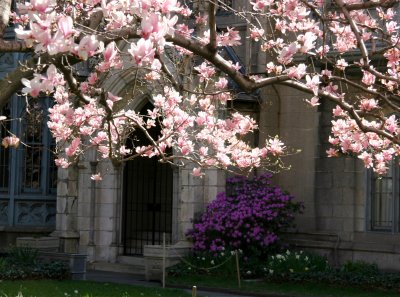 Parish House & Magnolia Blossoms