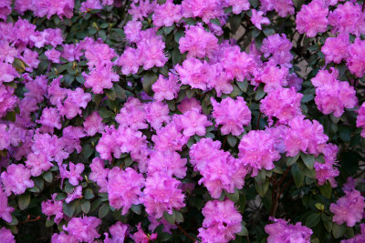 Azaleas