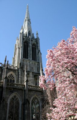 Grace Church Steeple & Magnolisa