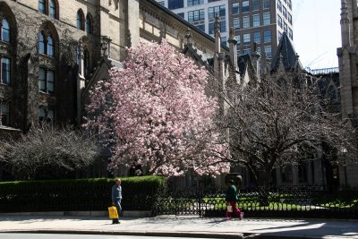 Grace Church Garden