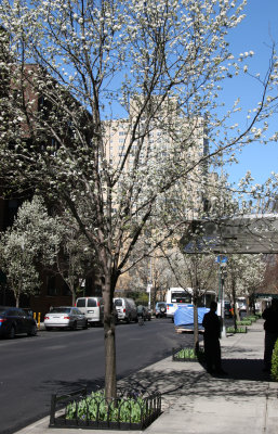 West View from Broadway - Pear Trees in Bloom