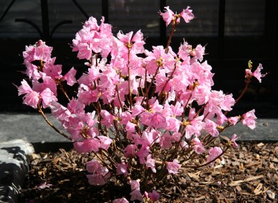 Pink Azalea Bush