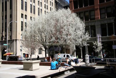 NYU Gould Plaza & Pear Tree Blossoms