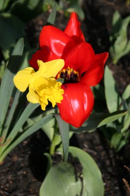 Daffodil & Tulip