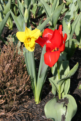 Daffodil & Tulip