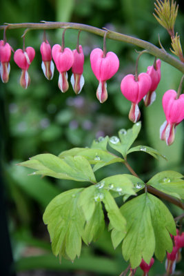 Dicentra or Bleeding Hearts