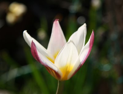 Tulip