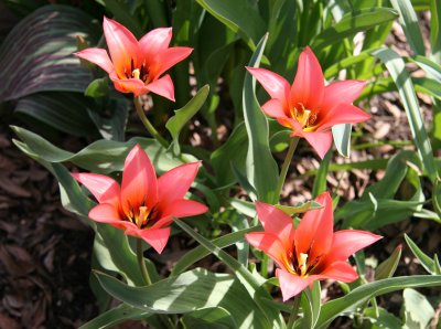 Tulips