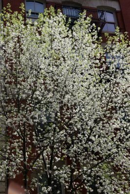 Pear Trees in Bloom