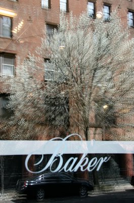 Baker Furniture Window with Pear Tree Reflections