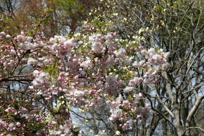 Cherry Blossoms