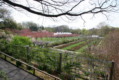 Rose Garden & Cherry Tree Orchard View