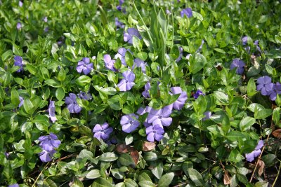 Periwinkles