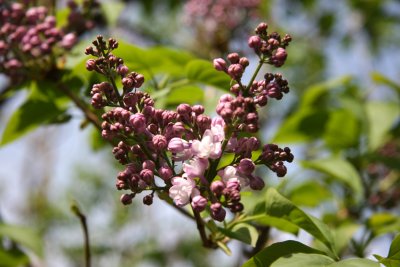 Lilac Buds