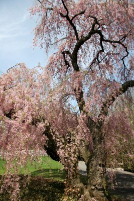 Cherry Tree Blossoms